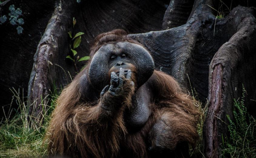 Orang Utan ©Luca Ambrosi